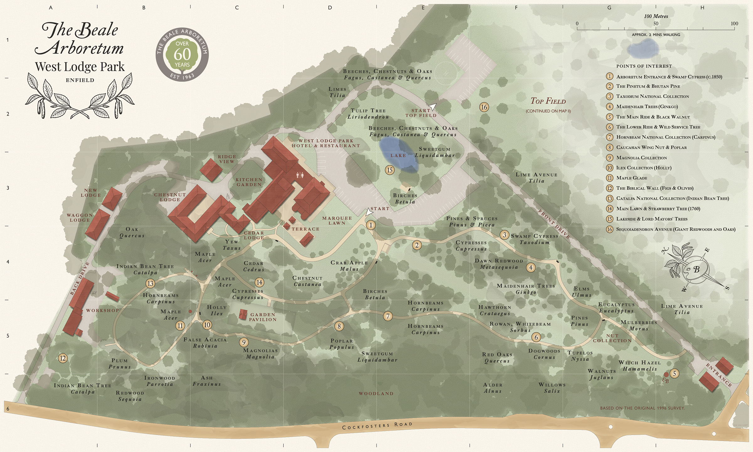 Bespoke cartographic map of the Beale Arboretum, West Lodge Park, Hertfordshire, 2026. Watercolour register with bilingual species labels and custom compass rose.