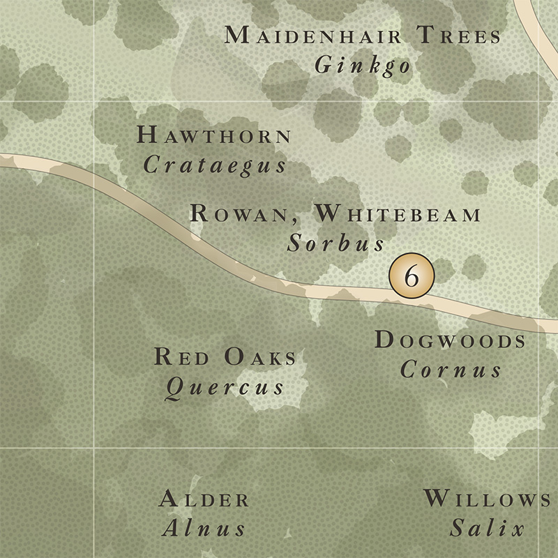 Detail of the Beale Arboretum map showing bilingual species labels in Latin and common names across watercolour canopy washes